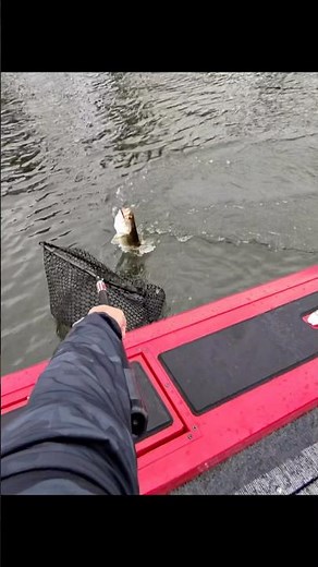 Winter Bass fishing with lipless crankbaits - Berkley Jack