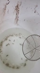 Would you try to eat some fried sand fleas? #recipe #cooking #seafood #reels | Zak Catch Em