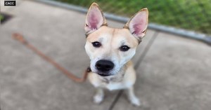 Chicago Animal Care and Control waiving adoption fees