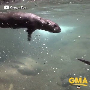 WATCH: Adorable otter pups swim and play on their own at the Oregon Zoo after a month of training with mom: gma.yahoo.com | Good Morning America