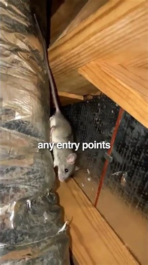 Stop Rats from Ruining Your Attic: The Integrated Pest Management Approach