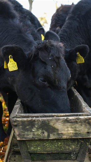 Coppenagh House Farm on Instagram: "We’ve been thinking a lot about the Mercosur trade deal and the wider conversation around Irish beef and food production, and we feel it’s important to explain where we stand and why. At Coppenagh House Farm, everything we do is built on trust. Trust between us as producers and you as consumers. Irish Farmers are held to some of the highest standards in the world when it comes to: • Animal welfare • Full traceability • Responsible medicine use • Food safety •