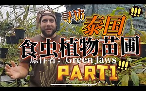 【德语生肉】Green Jaws ll 泰国食虫植物苗圃游 ll P1 中低地猪笼草部分 P2 温带食虫植物与高地猪笼草