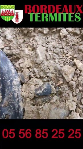 🟠 Traitement termites par pièges appâts : une solution efficace et durable en Gironde 🟠