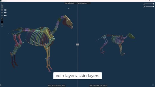 ANASTOMIA - a comparative anatomy software for artists. Use "free" code to download the software for free. 🥰🥳 | Truong CG Artist