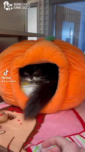 Meet Duchess!👑 This princess is still looking for her fur-ever home despite being fabulous and oh so friendly! This sweet girl loves to meet new people, scratch on cardboard scratchers, chase the wand toy with our staff, and receive ALL the pets. Duchess can learn to coexist with other cats, but isn’t the biggest fan at first. If you want to come meet our darling Duchess visit incohumanesociety.com to fill out an adoption application today🩷 Feel free to call us at (724) 465-7387 if you have an