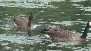 10Listens: Some residents upset after Lake Tansi property owners association decides to euthanize geese