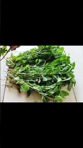 4 Ways to Preserve Mint Longer |#mintleaves #smitasrecipe