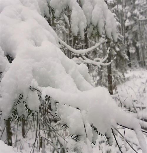 2.4K views · 74 reactions | Joshua Gammon enjoys winter camping with snowfall in an icy-cold tiny cabin in a frozen forest | Thomas Wilderness | Facebook