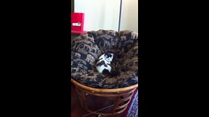 When you just can't get 100% comfy... | America's Funniest Home Videos