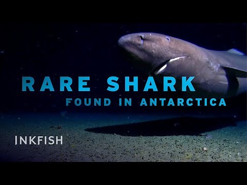 First Sleeper Shark Filmed in Antarctica’s Deep