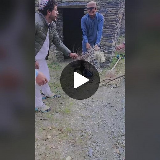 Handling a Porcupine: A Unique Outdoor Experience