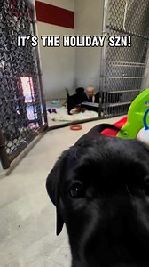 8.6K views · 181 reactions | Help Future Guide Dogs Thrive! 瑩Your...