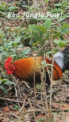 Red jungle fowl ! bird,s watching
