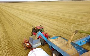 澳大利亚小麦收割技术