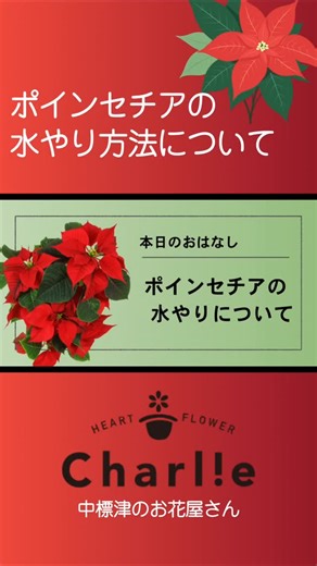 人口よりも牛の多い街、北海道は中標津町にある花とバルーンのお店、ハートフラワーチャーリーがお送りしております！ 寒さが厳しくなるにつれて、ポインセチアの管理が難しくなりますよね。「水のやり方がわからない」「すぐ枯らしてしまう」というお悩みはもう解決！ ㅤ 誰でも簡単にできる水のやり方と、 冬の管理の超重要ポイントを 北海道中標津町のお花屋さん、ハートフラワーチャーリーが わかりやすくお伝えいたします！ ㅤ #ポインセチア​ #ポインセチア育て方​ #水やり​ #観葉植物​ #冬の育て方​ #クリスマス​ #ガーデニング​ #中標津​ #北海道​ #ハートフラワーチャーリー​ #園芸 | ハートフラワー チャーリー