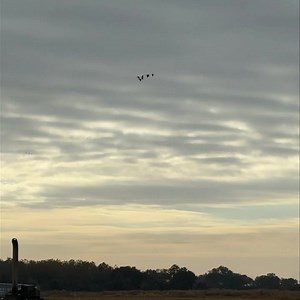 9K views · 75 reactions | Oh yea!! It’s looking better than it normally does this year for early speck opening this weekend! I know it’s just a small group but I’ve only been here for 30 minutes and that bunch plus another group of 50 came by looking hard while I was working on the tractor. And the guys have watched numerous different bunches going down all morning. Still a few spots for this weekend. Call/text 3373685969. Thanks! | Spoonbill Adventures Guide Service | Facebook