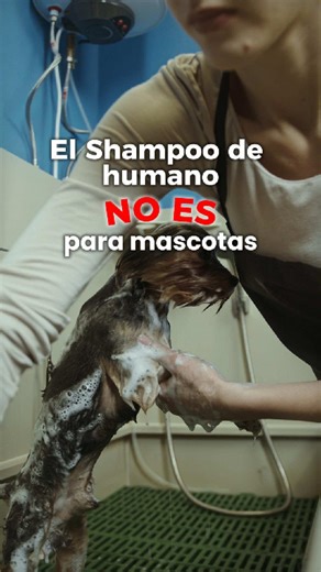 No todo lo que usamos los humanos es adecuado para nuestras mascotas. 🐾⚠️ Su piel tiene necesidades diferentes, por lo que utilizar productos específicos ayuda a evitar irritaciones y mantener su pelaje saludable. Elegir lo correcto también es parte de cuidarlos mejor. 🐶🐱💙 Contáctanos para orientarte sobre el producto ideal para tu peludito. 📩✨ CONTACTANOS : 📲0983730050 VISITANOS: Urdesa Norte, CC. Bosque Centro, diagonal a Ciudad Colón y templo de los mormones🐶🐈 #veterinaria #guayaquil 