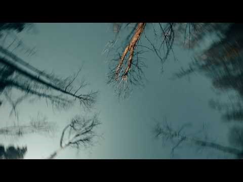 B-R-A-N-C-H-E-S - FPV Freestyle