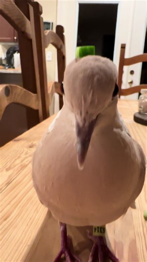 Enjoying a Day with Atlas, the Dog