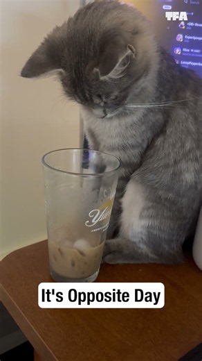 Kitten heard "don't" and said don't mind if I do! 😻😆 #cats #shorts #funny