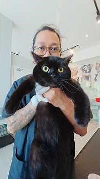 This cat is scared, has dandruff and sheds a lot 🙀.