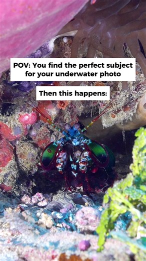 Unpredictable Underwater Photography Moments