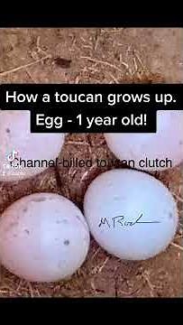 How a toucan grows up. Egg- 1 year old.