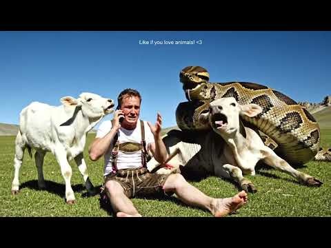 Mother Cow's Fight for Survival Against Python