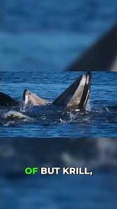 The Blue Whale Is So Big Even Sharks Stay Away