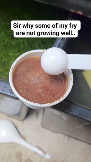 Do you believe that fry who ate more are less quality.. #Guppy #guppyfish #guppykeepers #fish #pet #fishkeeping #fishkeeper #aquaricfish #aquarium #Viral #trending | Albert's Guppy Adventure