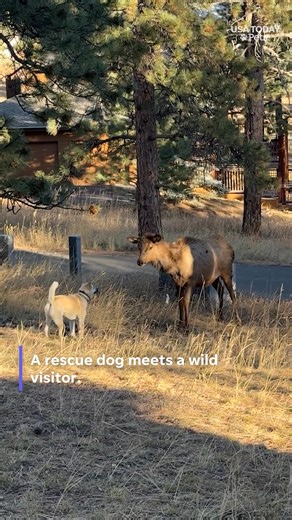 The elk stopped by like a polite neighbor. #usatodaypets | Cape Cod Times