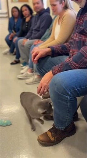 When Cats Choose Their Humans- Adoption Moments