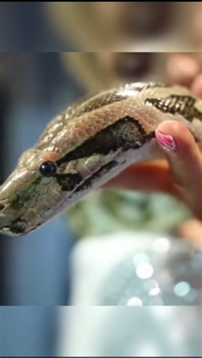 How Big Is Too Big to Eat? #burmesepython#pythonsnake#snakevideo#snakefacts#youtubeshorts#shortsfeed