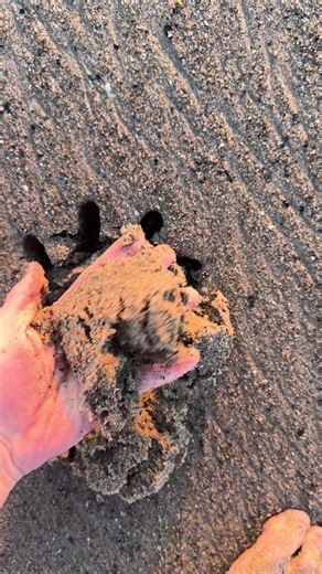 Beautiful Summer Sunset at the Beach