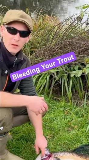 Bleed your trout for a better taste! #fishing #flyfishing #angling #trout #browntrout #troutfishing
