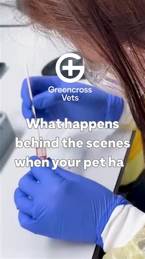1.9K views | Ever wondered what happens after your pet’s sample is...