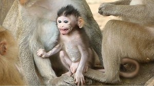 3.9K views · 191 reactions | The Most Wonderful Talking Gesture Lip Smacking From Baby Jody Contact To Rose Look So Much Adorable | Lovely Monkey | Facebook