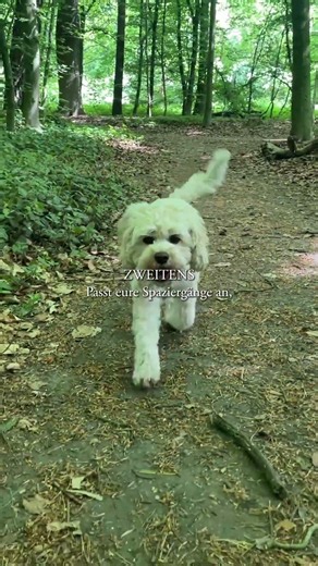 3 Tips for Hot Days with Your Dog 🐕🥵 #doghealth