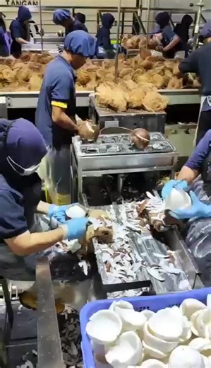 Coconut Juice Processing Machine Oil Pressers Coconut Extraction Machine Coconut Oil Production Line