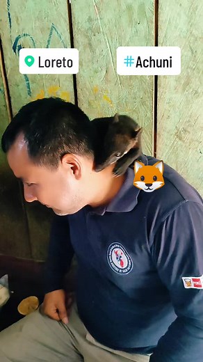 Coatí de Cola Anillada: Especie de Selva Sudamericana