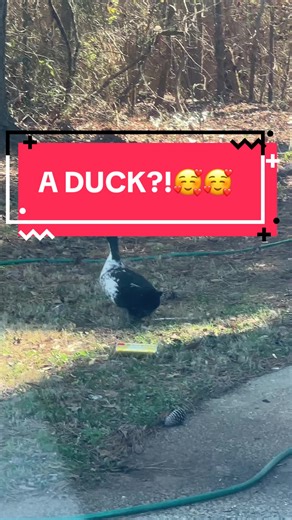 AYO WAX FITTING! & farm animals ?? #dentures #immediatedentures #mental #peace #dentures