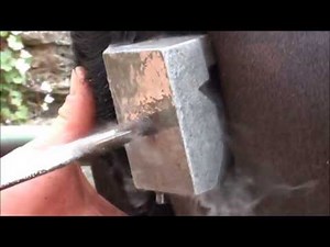 freeze branding cattle