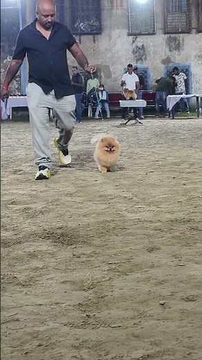 pomeranian dog show
