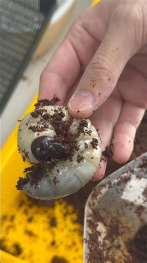 Substrate Day! 🏠 Chalcosoma atlas mantetsu (CAM) ⚔️