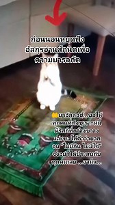 ซูเราะห์อัลวากีอะห์ อ่านทุกๆคืน ความยากจนจะไม่ประสบกับเขา ท่านรอซูล (ซล) ได้กล่าวว่า ซูเราะห์อัลวากิอะห์ อ่านทุกๆคืน ความยากจนจะไม่ประสบกับเขา ท่านอับดุลเลาะห์ บิน อับบาส (ร.ด.) กล่าวว่า ท่านรอซูล (ซ.ล.) ได้กล่าวว่า “ ผู้ใดอ่าน (อิซาวะก้ออ้าติลวากีอะห์) ทุกๆคืน ความยากจนจะไม่ประสบกับเขาตลอดกาล ” #ซูเราะห์อัลวากีอะห์ #เธรดอิสลาม #เรียนรู้อิสลาม | Afah Samaae