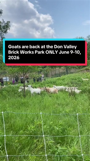 The goats are back at Don Valley Brick Works Park June 9–10! 🐐 This isn’t just a fun sight to see, it’s actually native plant conservation in action. The City of Toronto and TRCA are using targeted grazing to help maintain this important meadow habitat, creating space for native plants to thrive and supporting the pollinators, birds, and biodiversity that make the Don Valley such a special place. If you stop by, take a moment to look closely at the meadow. It’s a great reminder that healthy eco