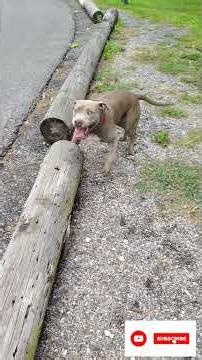 you can make your own breed of dog by crossbreeding