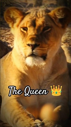 Lioness Closeup From African Forest #wildlife