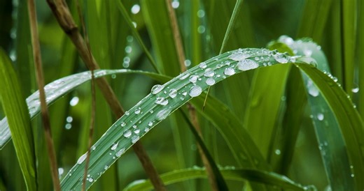 Spring, Nature, Rain. Free Stock Video